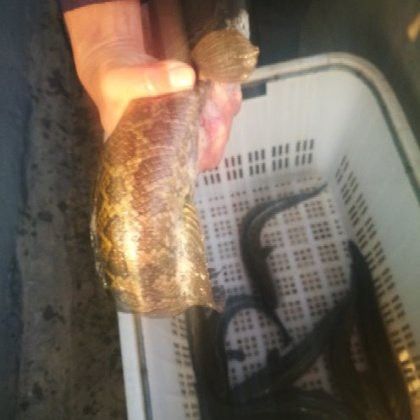 純黑龍魚多少錢一條啊