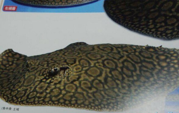 馬來西亞的魟魚價(jià)格