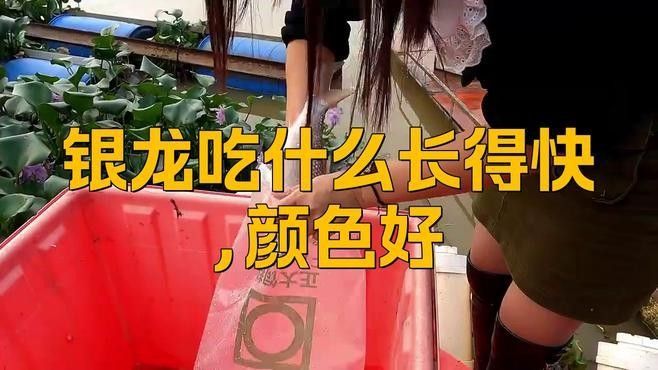 銀龍魚怎么養及喂養技巧視頻教程大全
