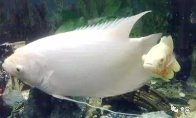 龍魚咬魟魚嗎：龍魚咬魟魚的原因