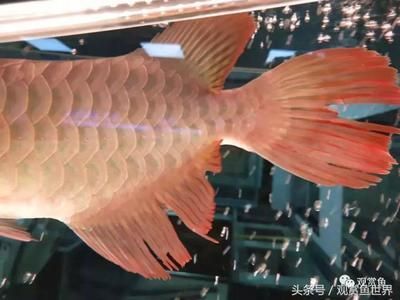 龍魚養多久不怕人：如何讓龍魚在與人的互動中建立信任