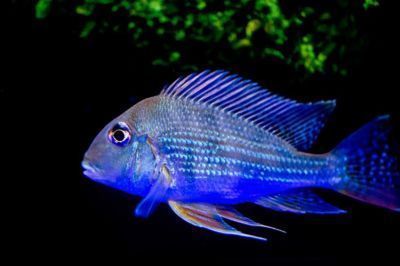 龍魚的外形特征描述英文：龍魚的捕食技巧,