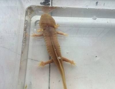 龍魚夏天溫度高會怎么樣：龍魚夏天溫度高會怎么樣龍魚夏天溫度高會怎么樣