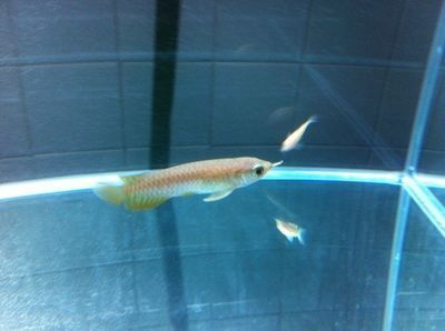 古典龍魚養大后是不是全金色的了 古典龍魚養大后是不是全金色的了 龍魚百科