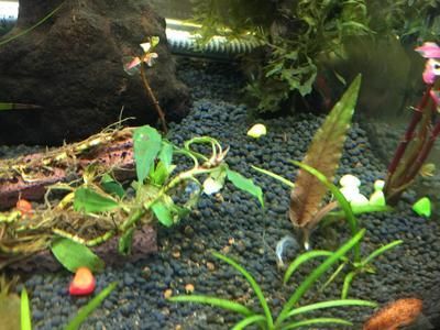 龍魚缸放珊瑚骨有什么影響：珊瑚骨是一種常見的魚缸裝飾物08-19]18.