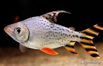 龍魚的最佳配魚是什么魚類：選擇龍魚的最佳配魚時(shí)，需要考慮到多種因素，與龍魚的互動(dòng)關(guān)系
