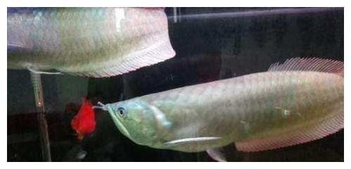 怎么防止龍魚打架的方法：龍魚混養(yǎng)時的護(hù)理方法，龍魚打架后的護(hù)理方法需要注意