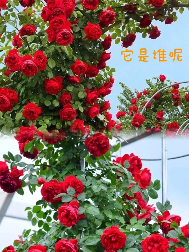 蒂娜還有哪些植物品種？