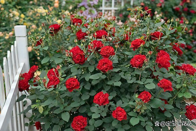 蒂娜還有哪些植物品種？