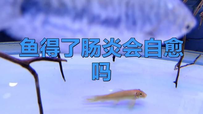 龍魚腸炎會自愈嗎？