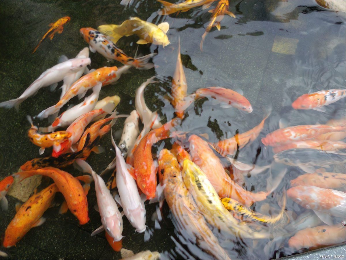 龍魚腸炎會自愈嗎？