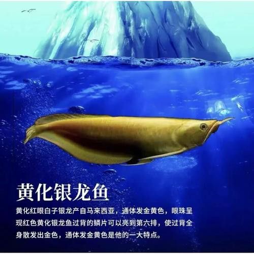 白子銀龍魚苗能長(zhǎng)多大圖片視頻大全