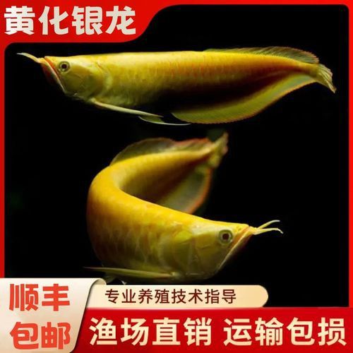 白子銀龍魚苗能長(zhǎng)多大圖片視頻大全