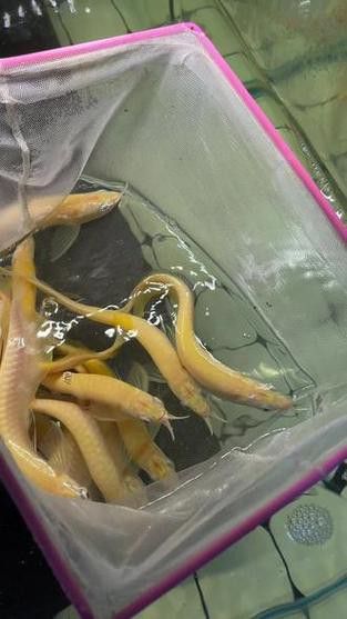 白子銀龍魚苗能長(zhǎng)多大圖片視頻大全