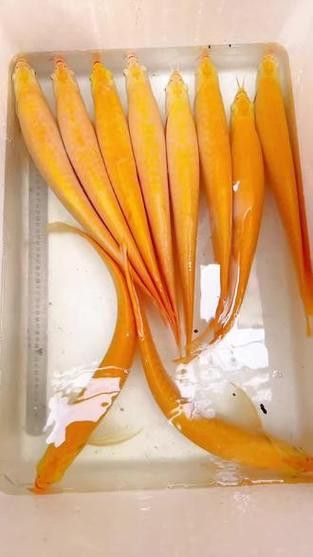 白子銀龍魚苗能長(zhǎng)多大圖片視頻大全