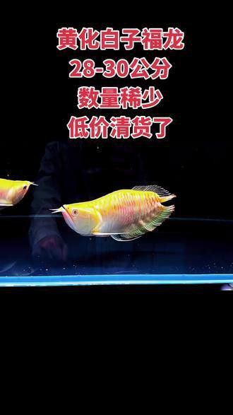 白子銀龍魚苗能長(zhǎng)多大圖片視頻大全