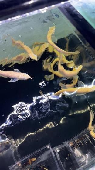 白子銀龍魚苗能長(zhǎng)多大圖片視頻大全