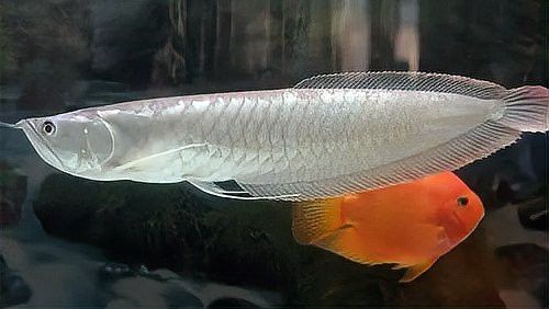 白子銀龍魚苗能長(zhǎng)多大圖片視頻大全