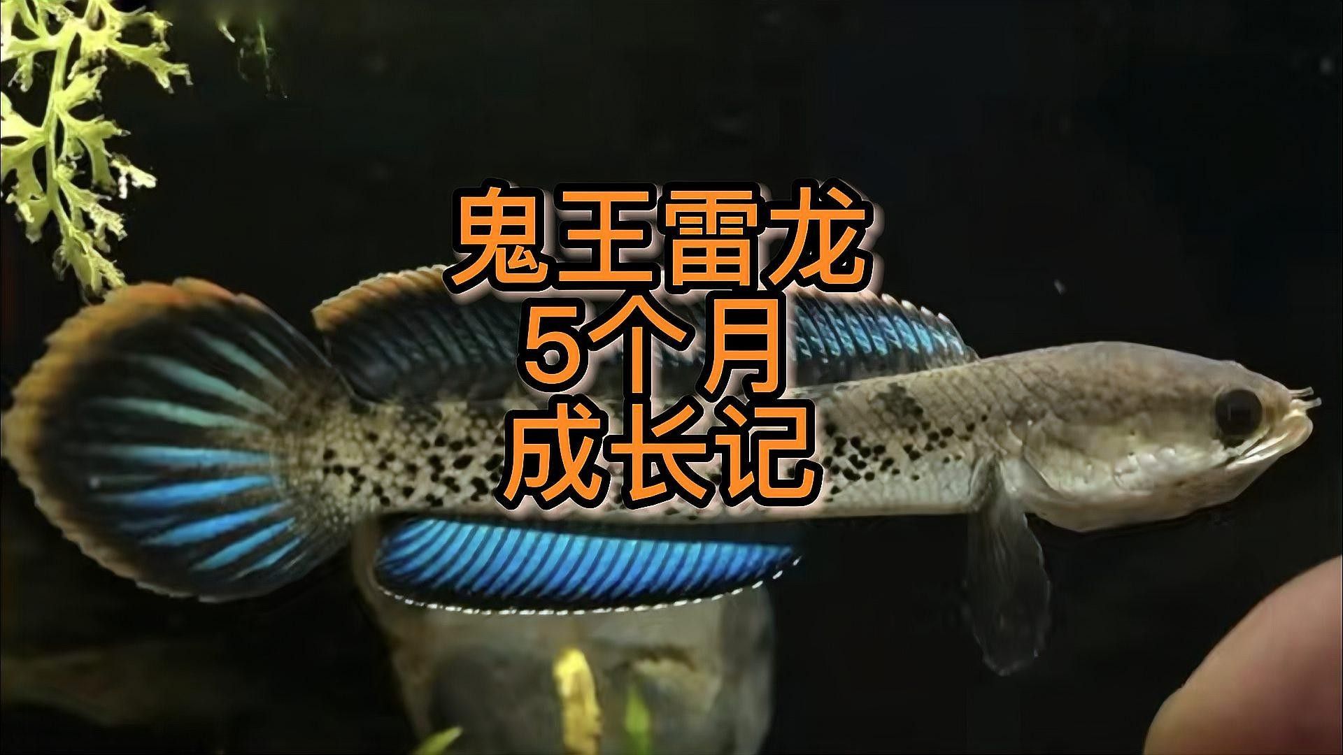 雷龍魚鬼王怎么樣養活