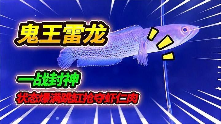 雷龍魚鬼王怎么樣養活