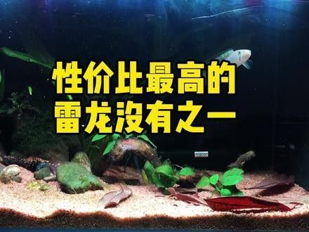 雷龍魚鬼王怎么樣養活
