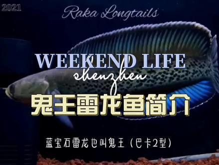 雷龍魚鬼王怎么樣養活