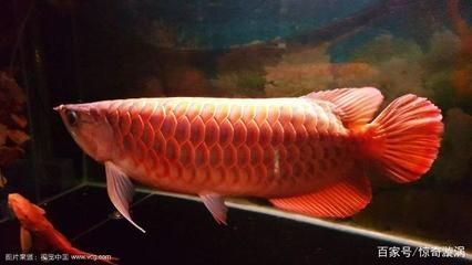 龍魚哪個國家的最好（哪個國家的龍魚最好養？）