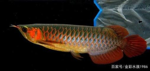 龍魚哪個國家的最好（哪個國家的龍魚最好養？）