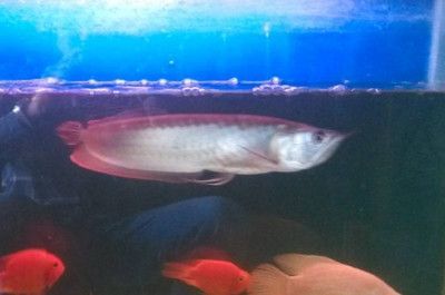 銀龍魚蒙眼是怎么回事：如何預防銀龍魚蒙眼病