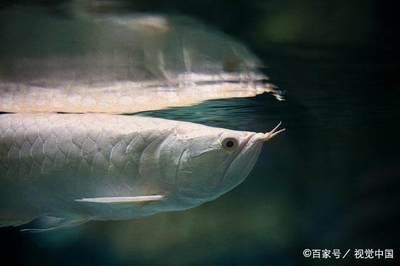 銀龍魚蒙眼是怎么回事：如何預防銀龍魚蒙眼病