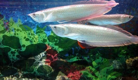 龍魚打架怎么辦沒有多余的缸了（如何解決龍魚打架的問題）