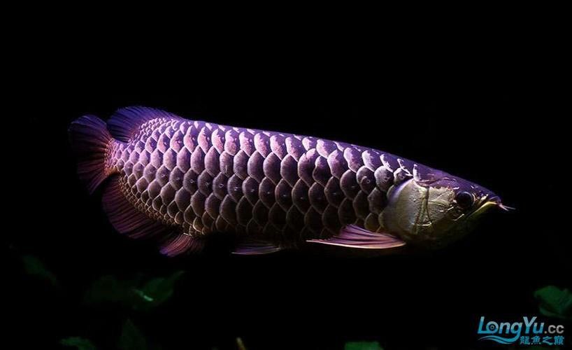紫底金龍魚圖片欣賞