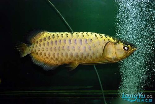 紫底金龍魚圖片欣賞