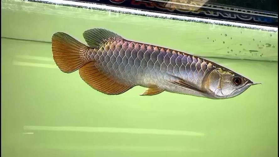 紫底金龍魚圖片欣賞