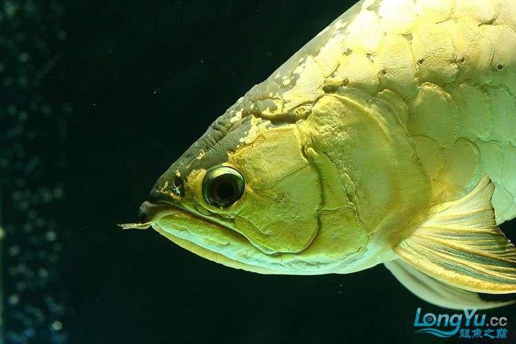 紫底金龍魚圖片欣賞