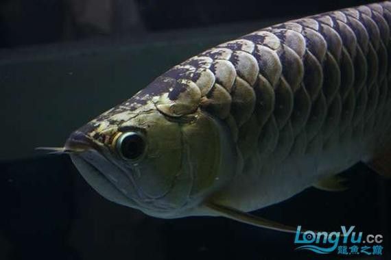 紫底金龍魚圖片欣賞