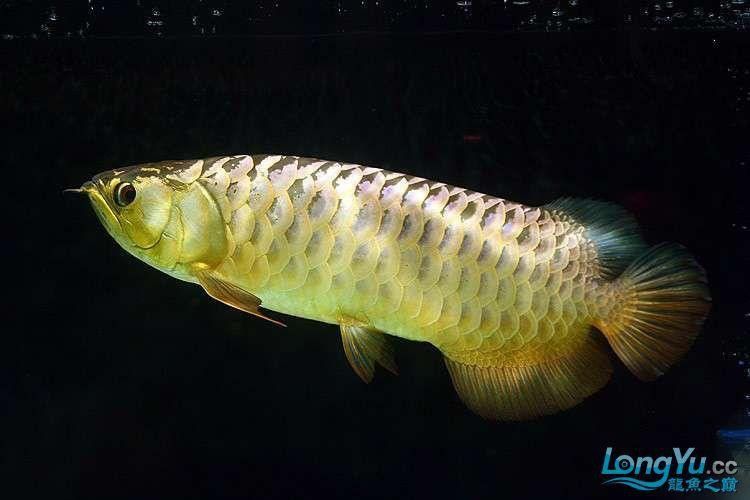 紫底金龍魚圖片欣賞