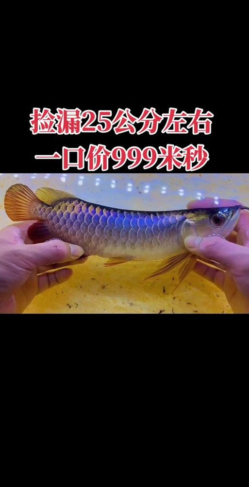 紫底金龍魚圖片欣賞