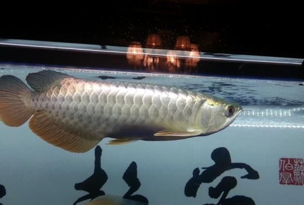 紫底金龍魚圖片欣賞