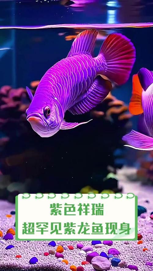 紫底金龍魚圖片欣賞