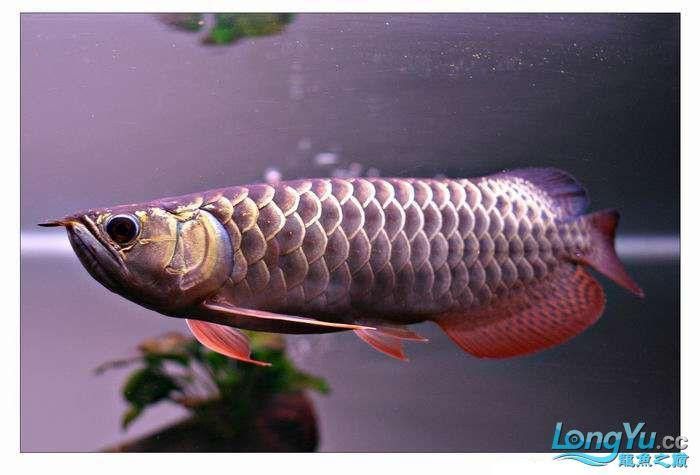 紫底金龍魚圖片欣賞