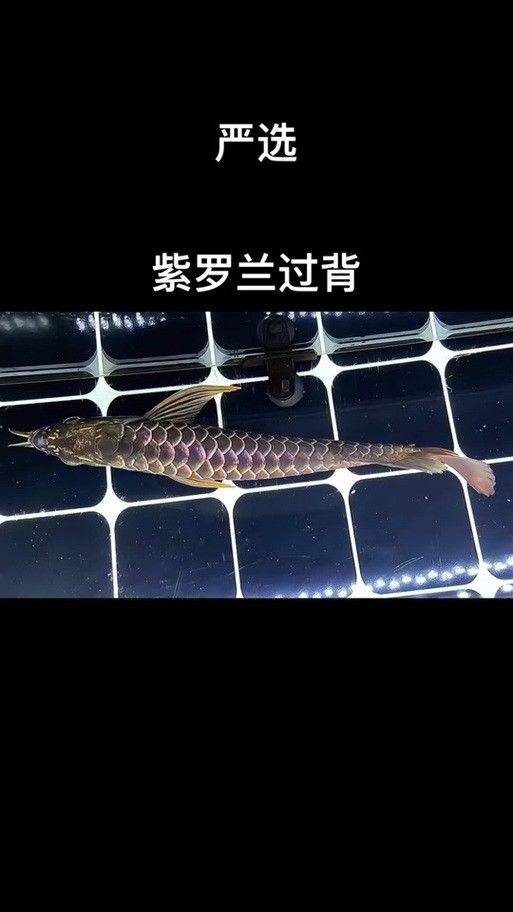 紫底金龍魚圖片欣賞