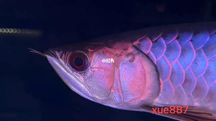 紫底金龍魚圖片欣賞