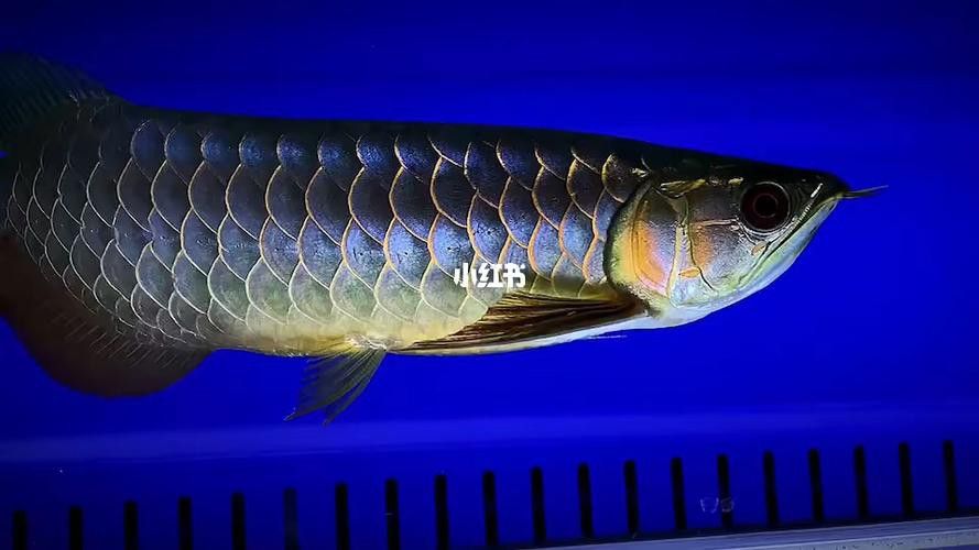 紫底金龍魚圖片欣賞