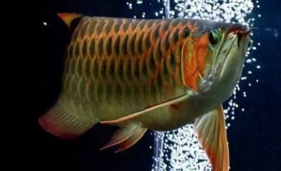 龍魚進貨渠道有哪些呢：如何選擇龍魚進貨渠道