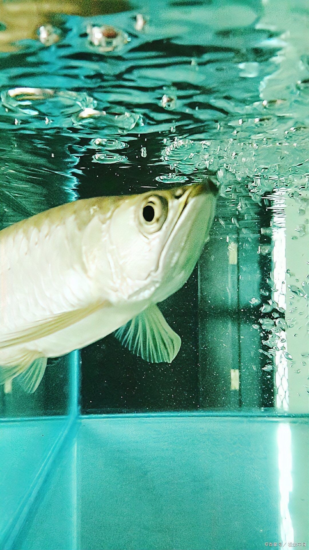 龍魚價格范圍是多少？