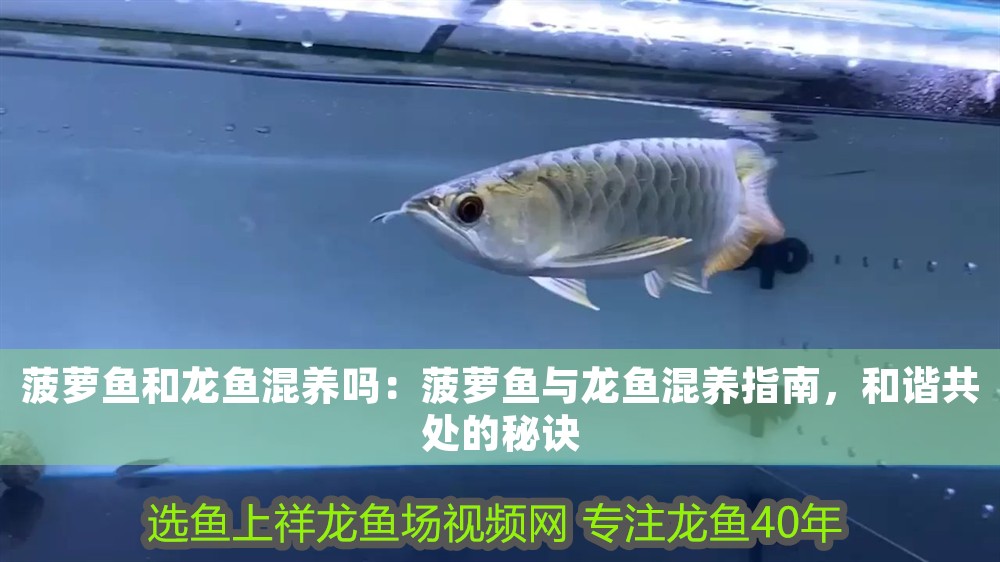 菠蘿魚和龍魚混養(yǎng)嗎：菠蘿魚與龍魚混養(yǎng)指南，和諧共處的秘訣