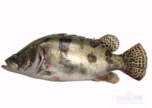 菠蘿魚和龍魚混養嗎：菠蘿魚與龍魚混養指南，和諧共處的秘訣