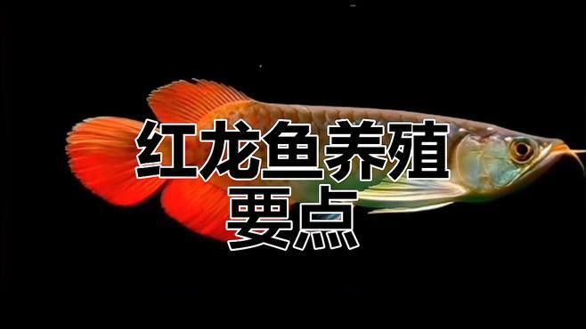 紅龍魚的飼養(yǎng)方法視頻教程