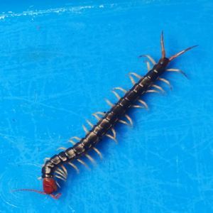 龍魚怎么喂食蜈蚣蟲子：在喂食龍魚蜈蚣蟲子時，有一些步驟和注意事項需要遵守